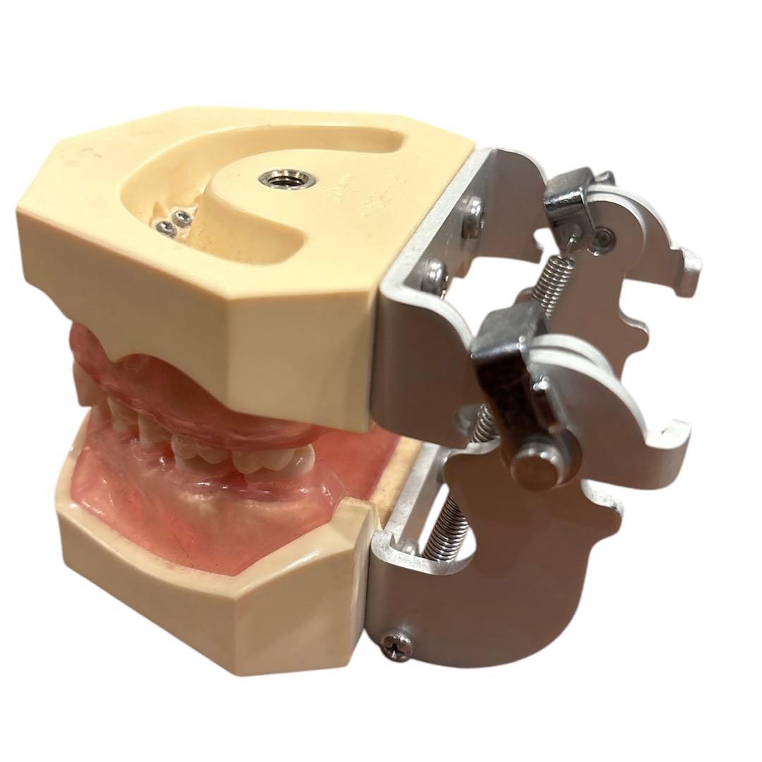 歯科衛生士　NISSIN DENTAL MODEL 歯科模型