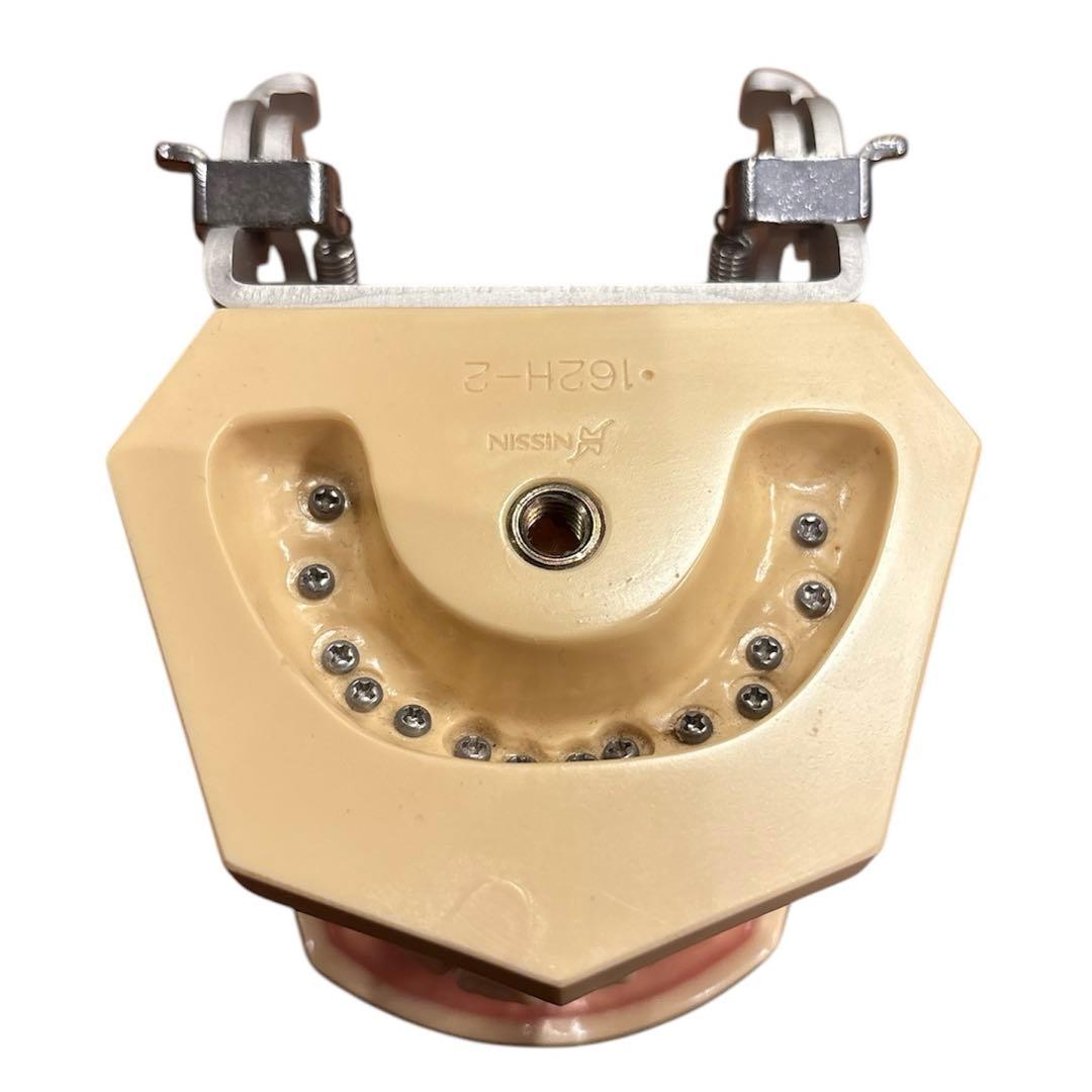 歯科衛生士　NISSIN DENTAL MODEL 歯科模型