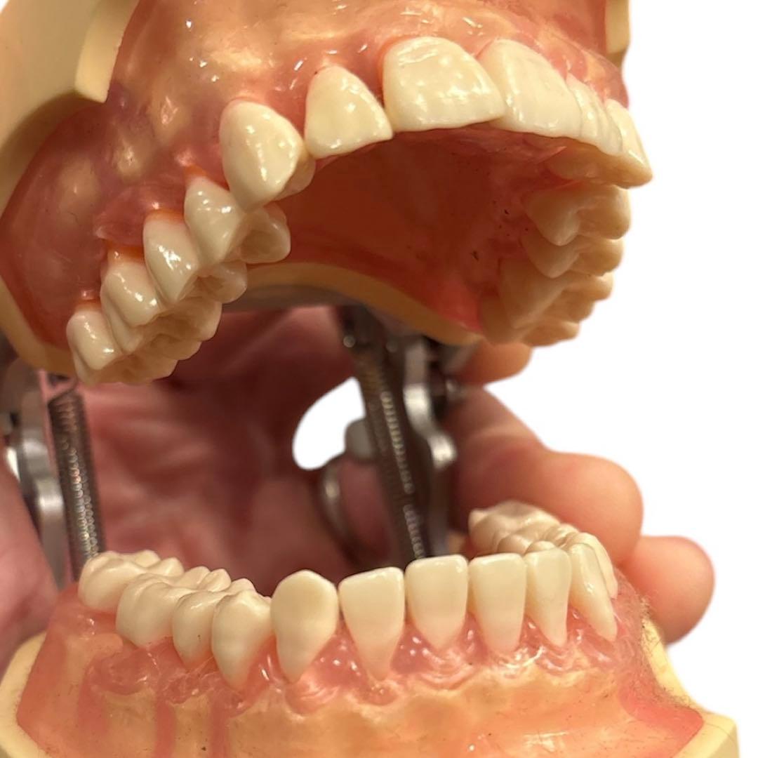 歯科衛生士　NISSIN DENTAL MODEL 歯科模型