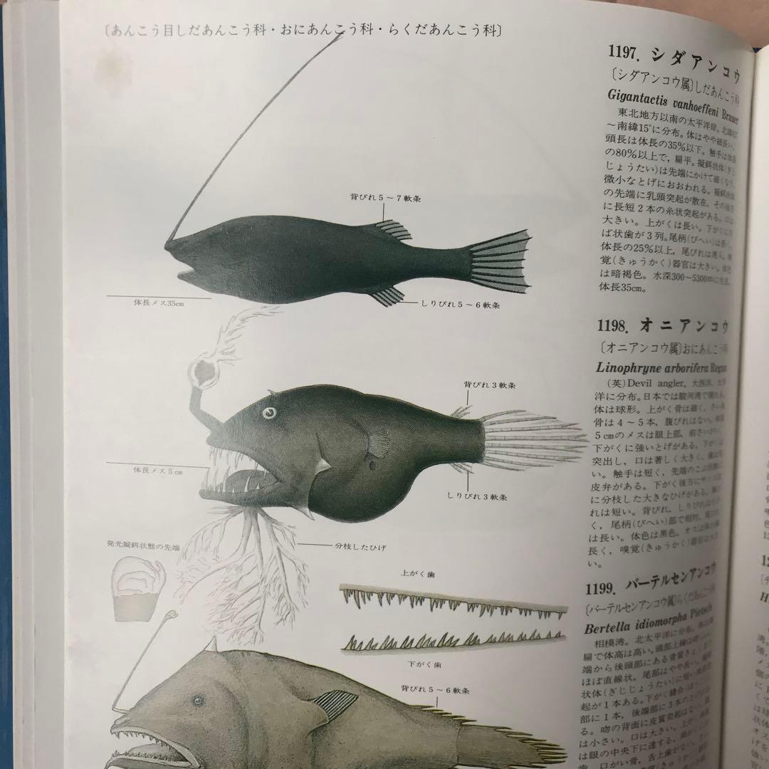 【冬セール】原色魚類大圖鑑