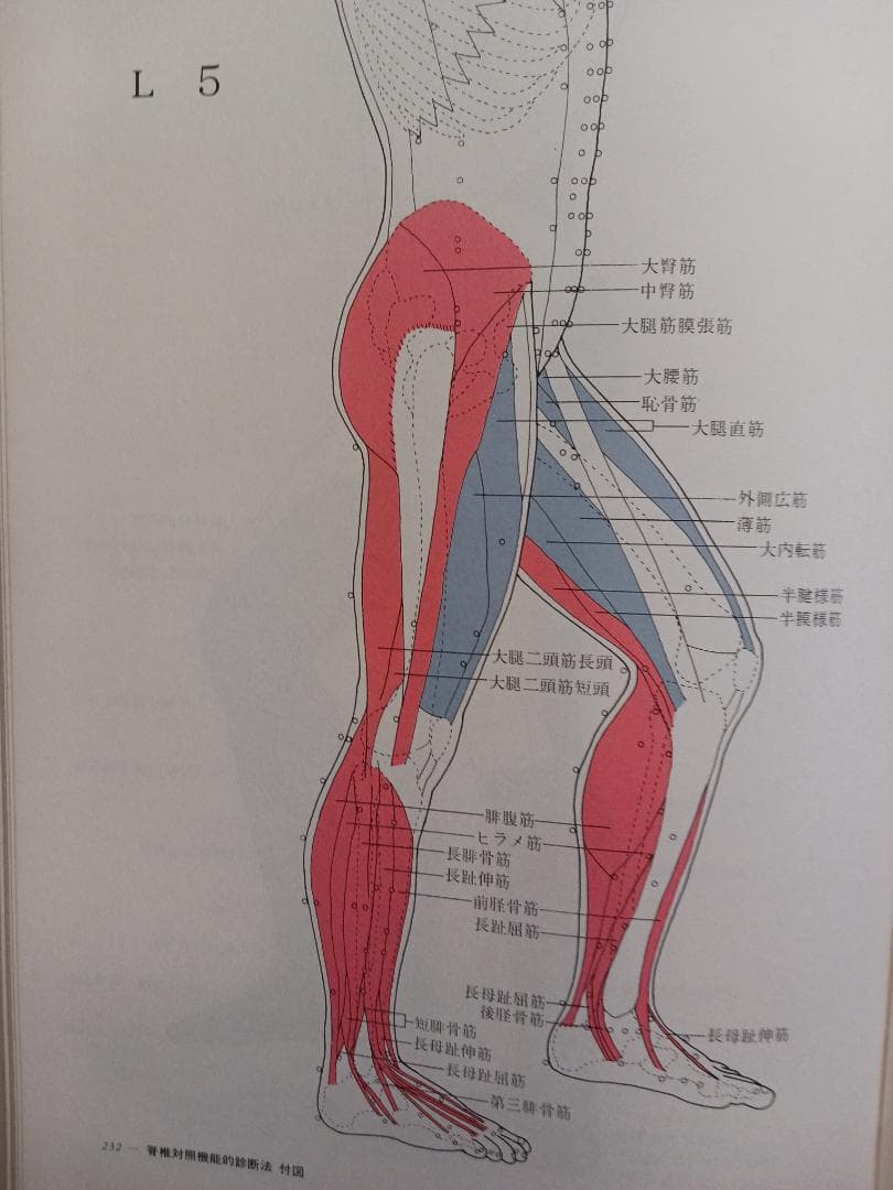 脊椎対照機能的診断法　レントゲン無しで脊髄の異常個所を診断