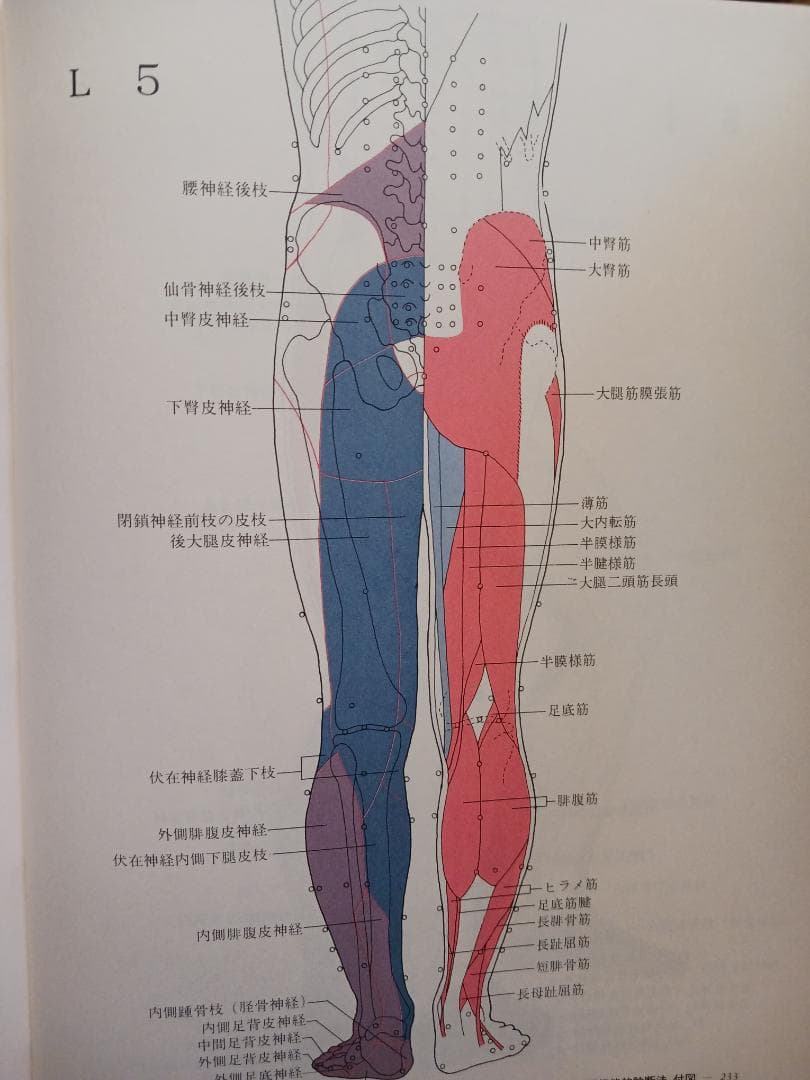 脊椎対照機能的診断法　レントゲン無しで脊髄の異常個所を診断