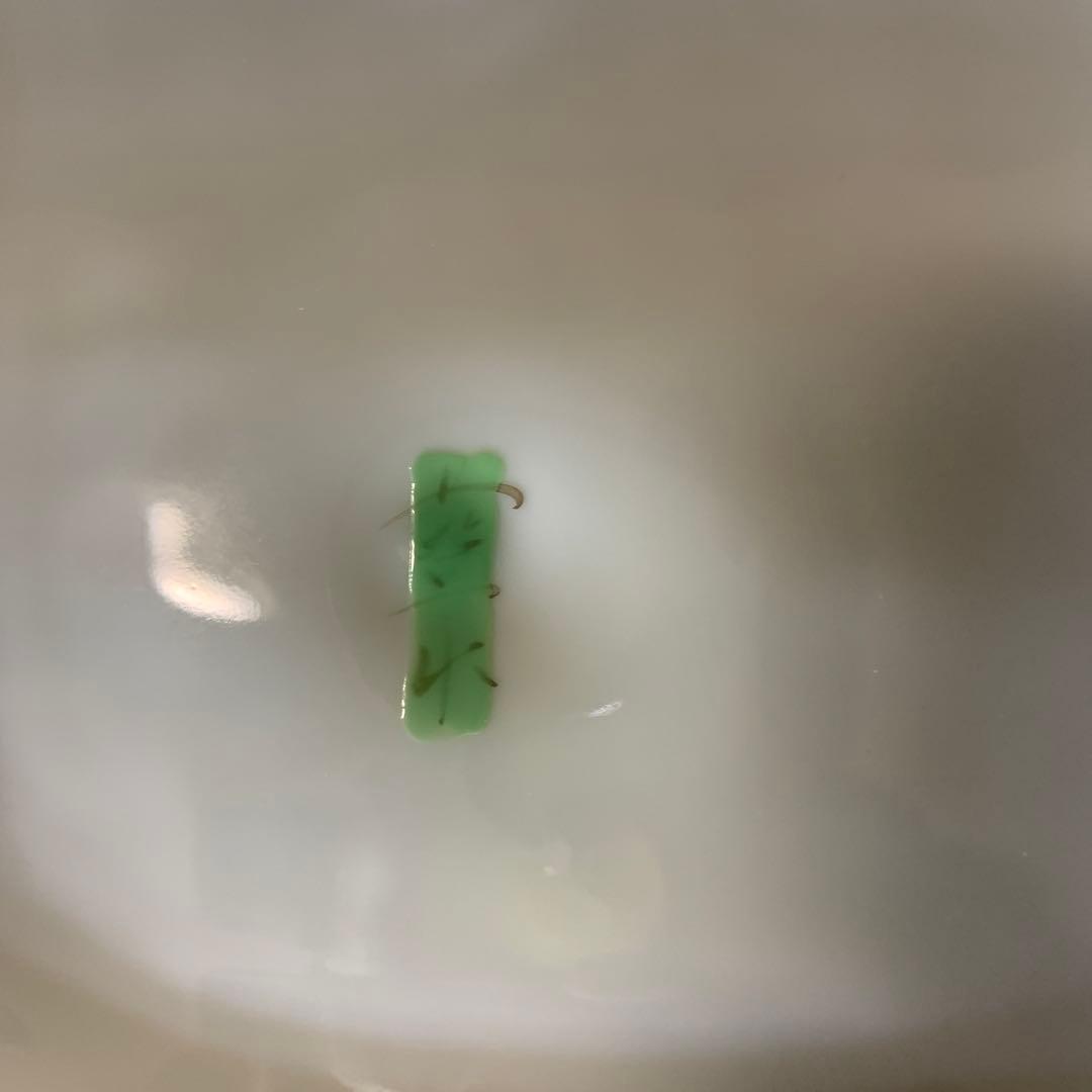 波佐見焼　藍水窯　藤川法男　角皿　長崎県