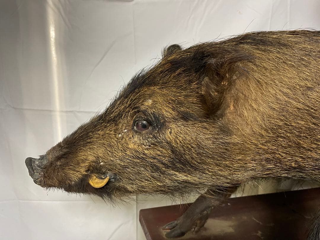 秀ちゃん　イノシシ　剥製