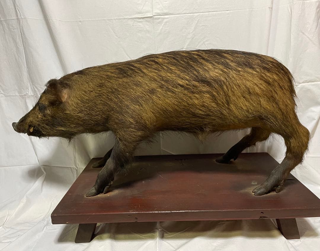 秀ちゃん　イノシシ　剥製