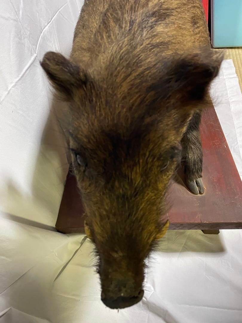 秀ちゃん　イノシシ　剥製