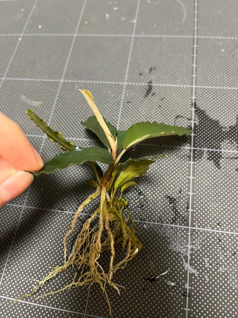 【山水苑タグ付き】Bucephalandra sp. \"AW No1\"