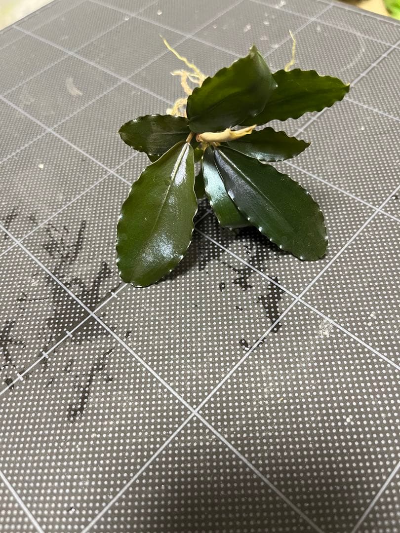 【山水苑タグ付き】Bucephalandra sp. \"AW No1\"