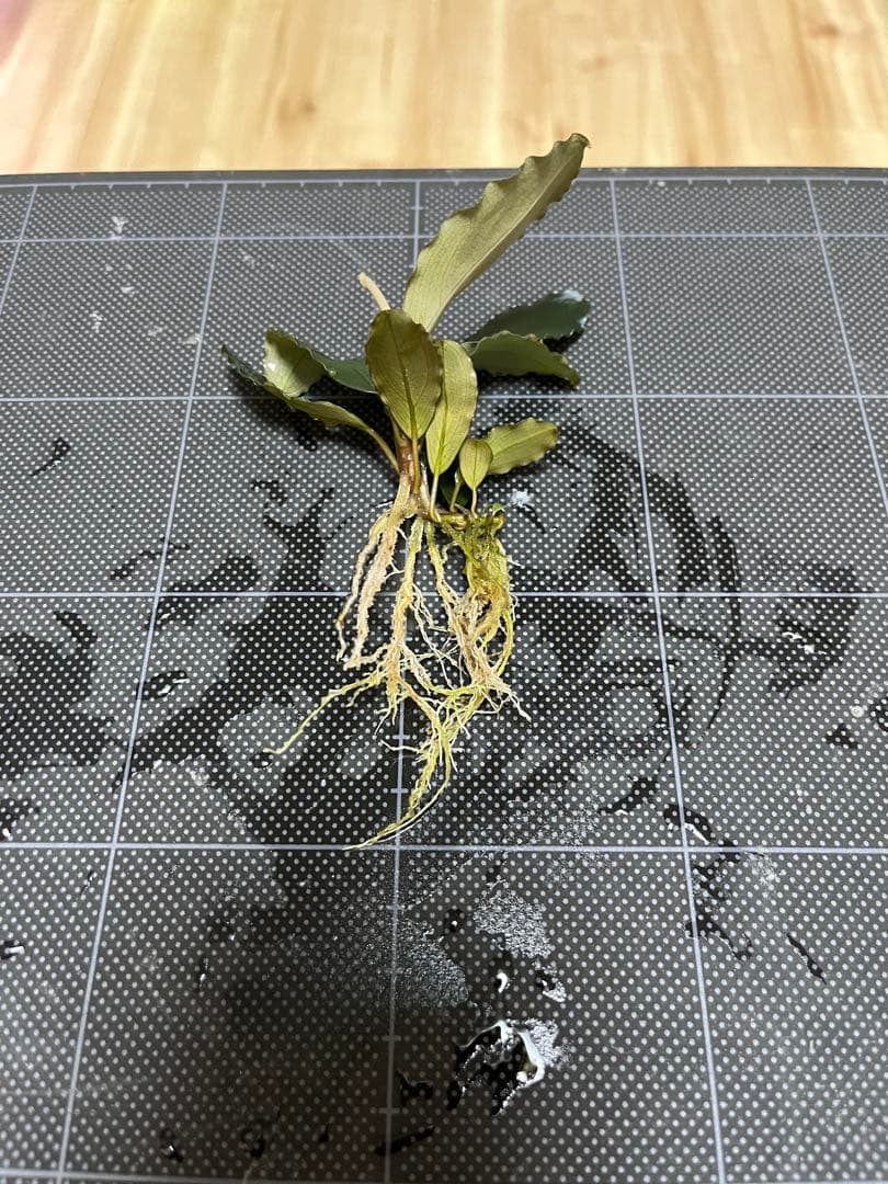 【山水苑タグ付き】Bucephalandra sp. \"AW No1\"