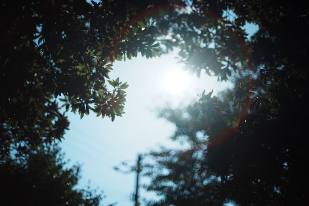 【極美品】Nikon Ai-s Nikkor 50mm F1.2 ニコン 446