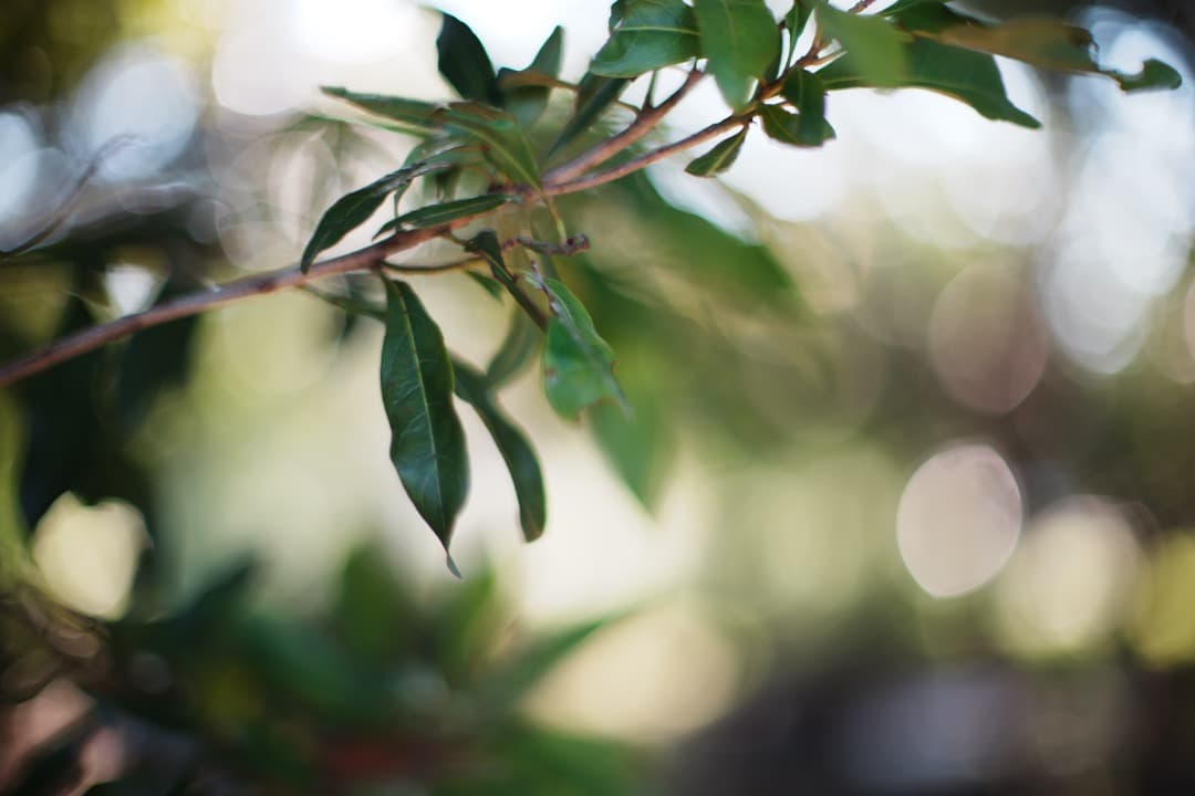 【極美品】Nikon Ai-s Nikkor 50mm F1.2 ニコン 446