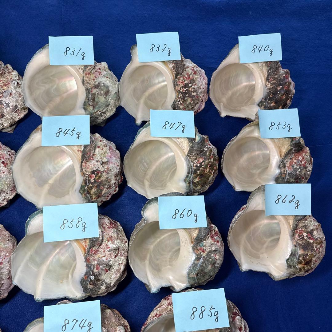 夜光貝　ヤコウ貝　まとめ売り　18個　15、2kg アクセサリー　ルアー