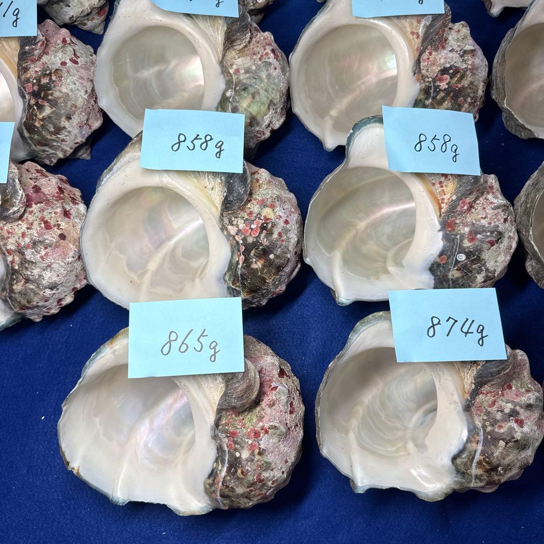夜光貝　ヤコウ貝　まとめ売り　18個　15、2kg アクセサリー　ルアー