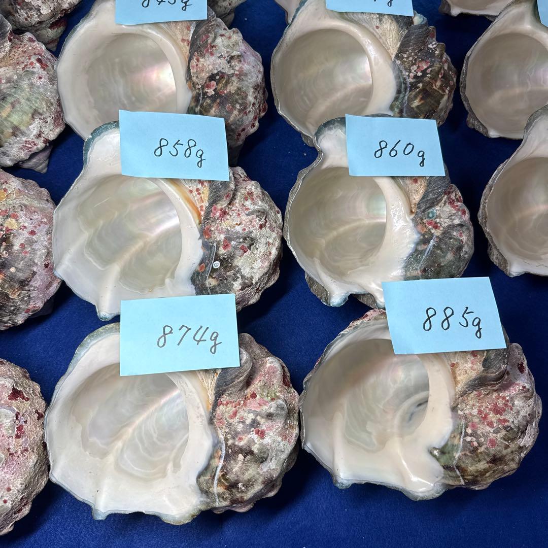 夜光貝　ヤコウ貝　まとめ売り　18個　15、2kg アクセサリー　ルアー