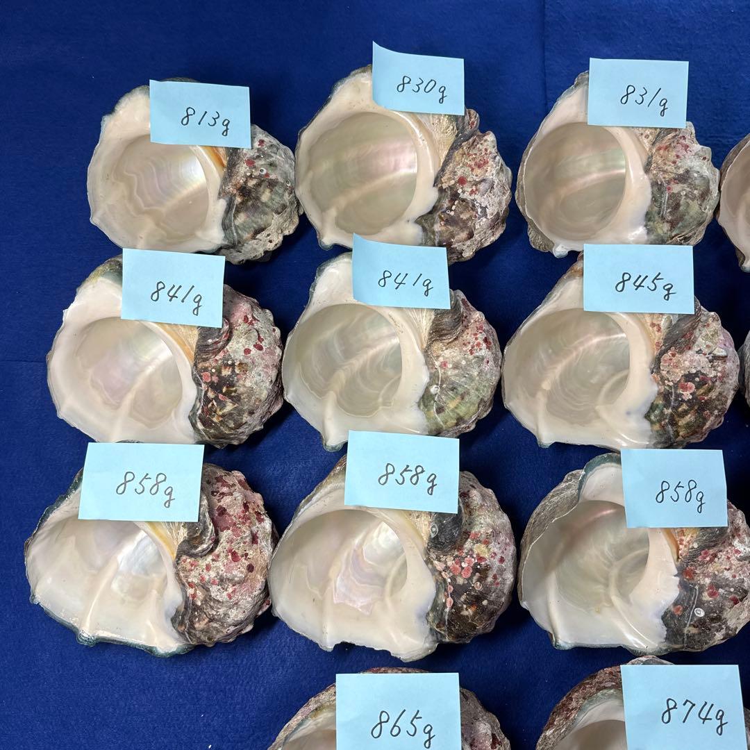 夜光貝　ヤコウ貝　まとめ売り　18個　15、2kg アクセサリー　ルアー