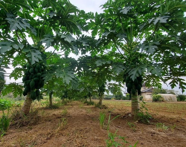 なぎ丸（皮700g＋茎700g）