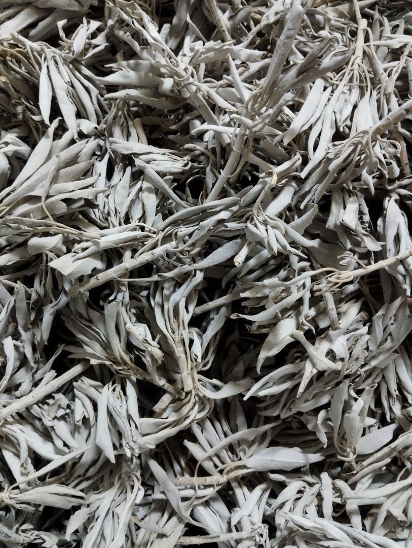 激安価格☆無農薬ホワイトセージ枝付きクラスター1kgお香浄化　業務用価額