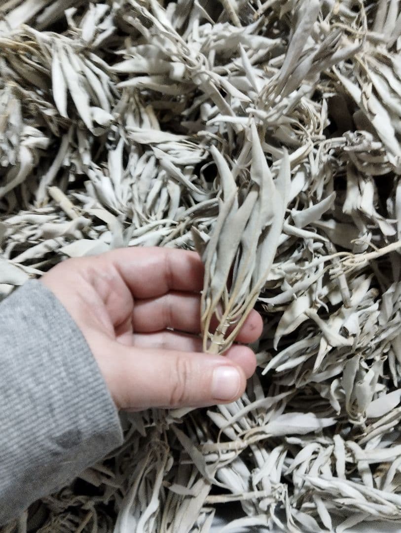 激安価格☆無農薬ホワイトセージ枝付きクラスター1kgお香浄化　業務用価額