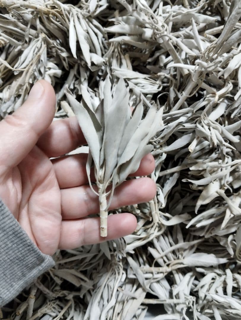 激安価格☆無農薬ホワイトセージ枝付きクラスター1kgお香浄化　業務用価額