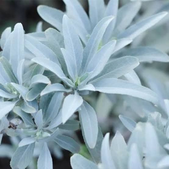 激安価格☆無農薬ホワイトセージ枝付きクラスター1kgお香浄化　業務用価額