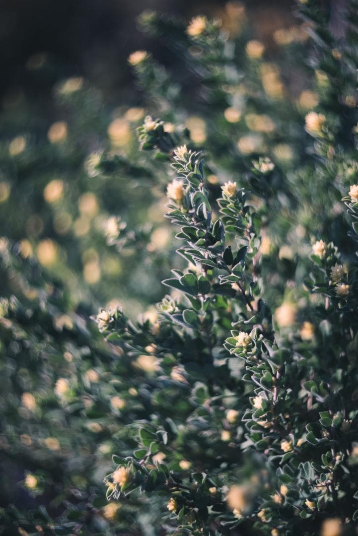 attraction様Leica Summar 50mm F2 オールドレンズ