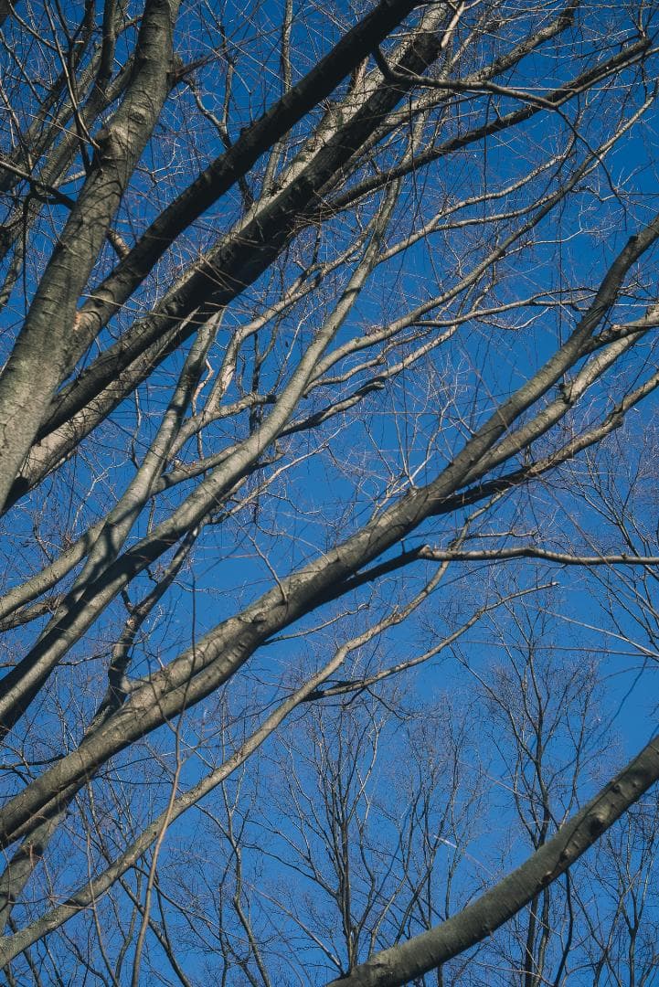 attraction様Leica Summar 50mm F2 オールドレンズ