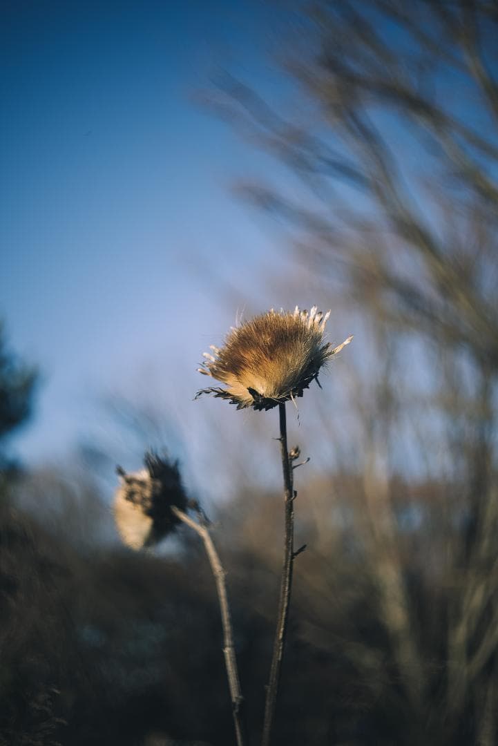 attraction様Leica Summar 50mm F2 オールドレンズ