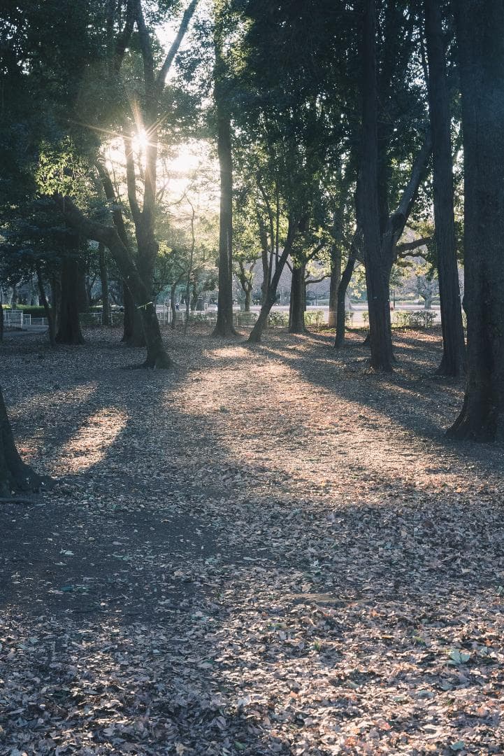 attraction様Leica Summar 50mm F2 オールドレンズ