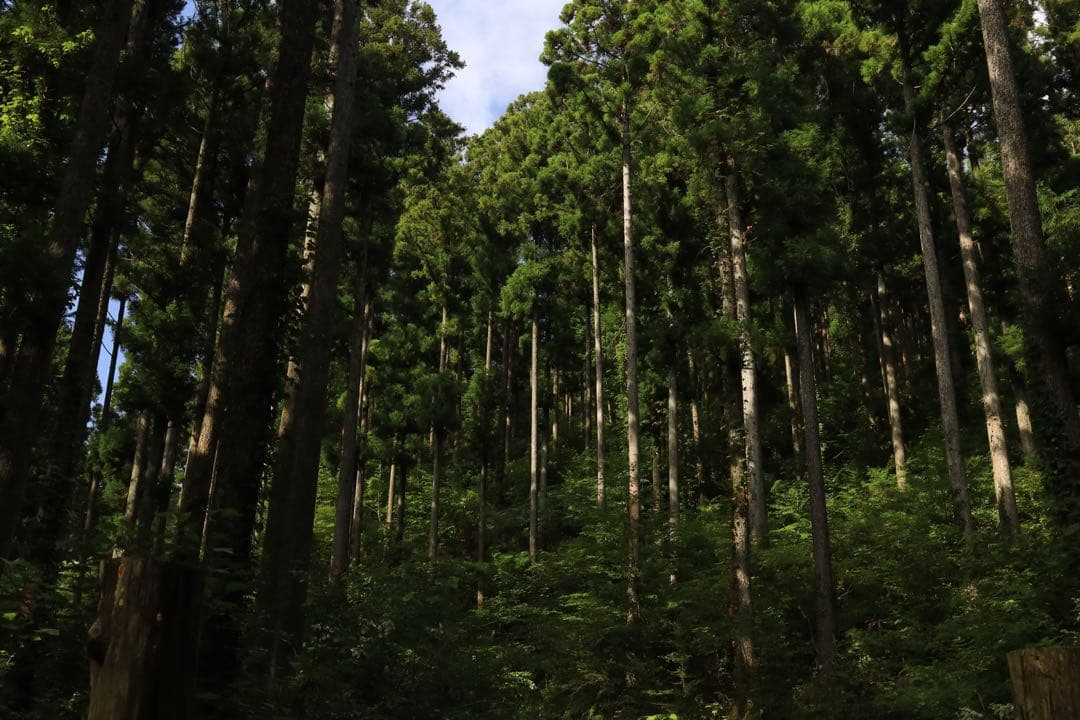 Canon RF 35mm F1.8 MACRO IS STM キヤノン