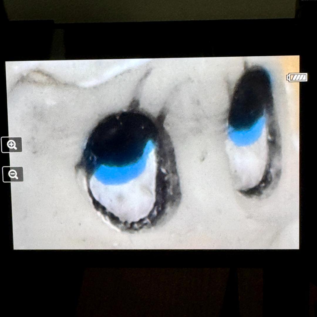 Nikon AF NIKKOR 50mm f/1.8 レンズ 単焦点レンズ