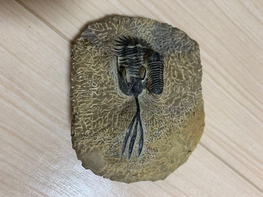 三葉虫化石　ワリセロプス　ロングフォーク