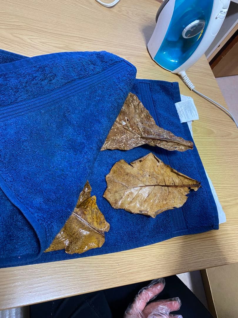 沖縄県やんばる産マジックリーフ 1kg UV殺菌灯照射済み④