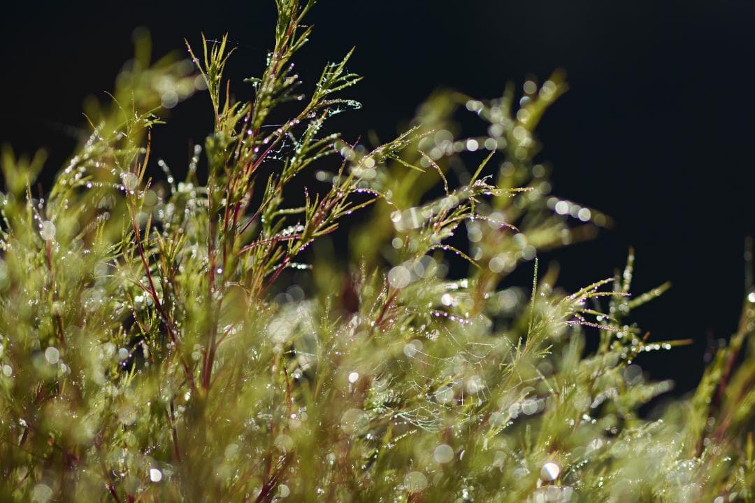 M.ZUIKO 75mm f1.8 /LC-61【作例】
