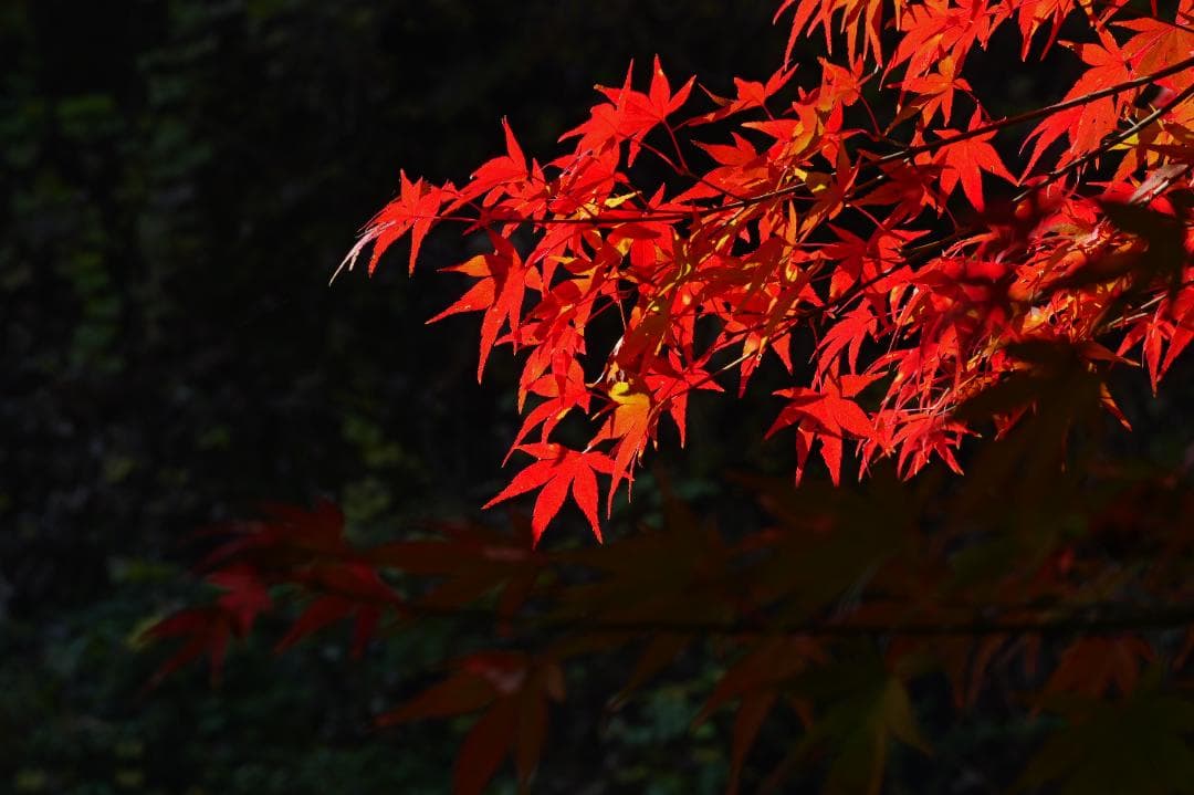 M.ZUIKO 75mm f1.8 /LC-61【作例】