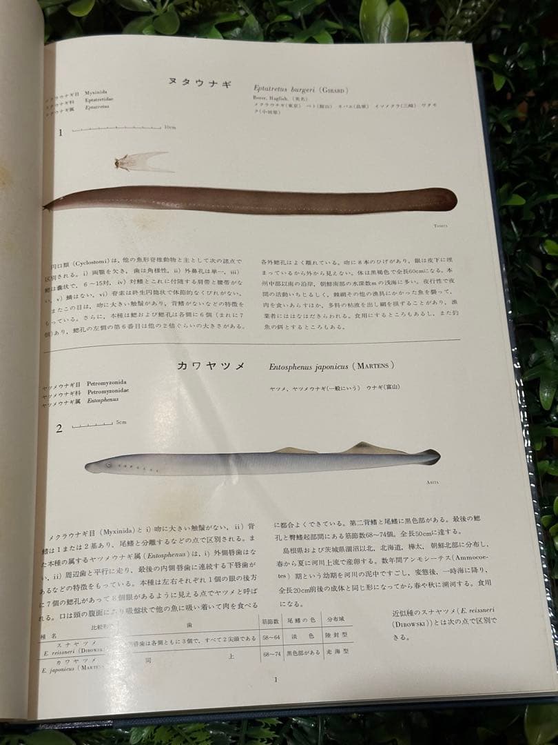 日本産魚類大図鑑 檜山義夫 安田富士郎 講談社 1971年初版 図版多数 外箱付