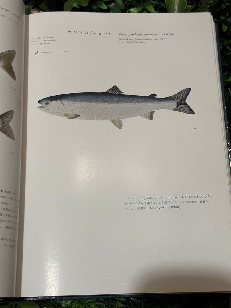 日本産魚類大図鑑 檜山義夫 安田富士郎 講談社 1971年初版 図版多数 外箱付