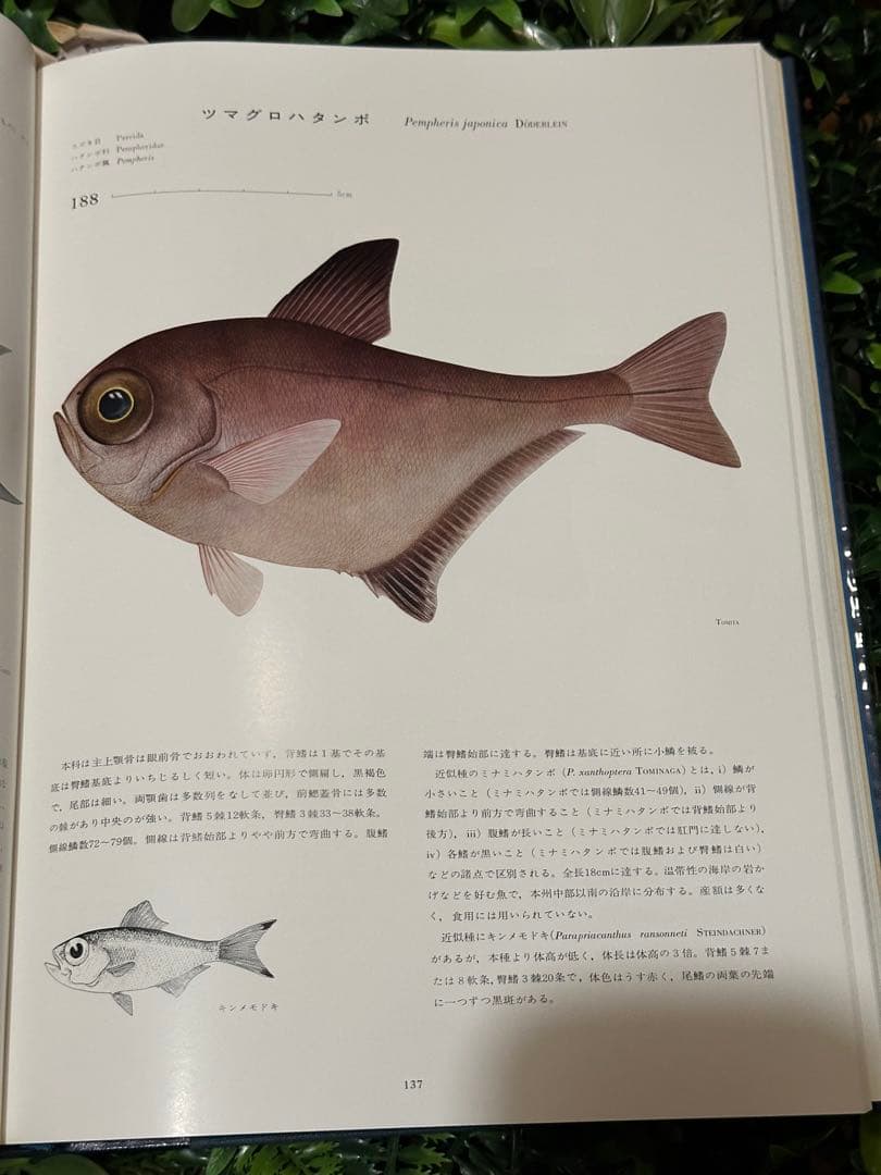 日本産魚類大図鑑 檜山義夫 安田富士郎 講談社 1971年初版 図版多数 外箱付