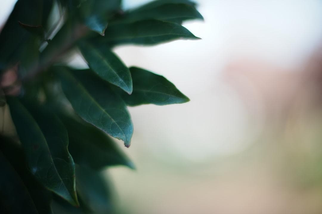 LM-EA7/9で真価 フォクトレンダー NOKTON 50mm f1 VM