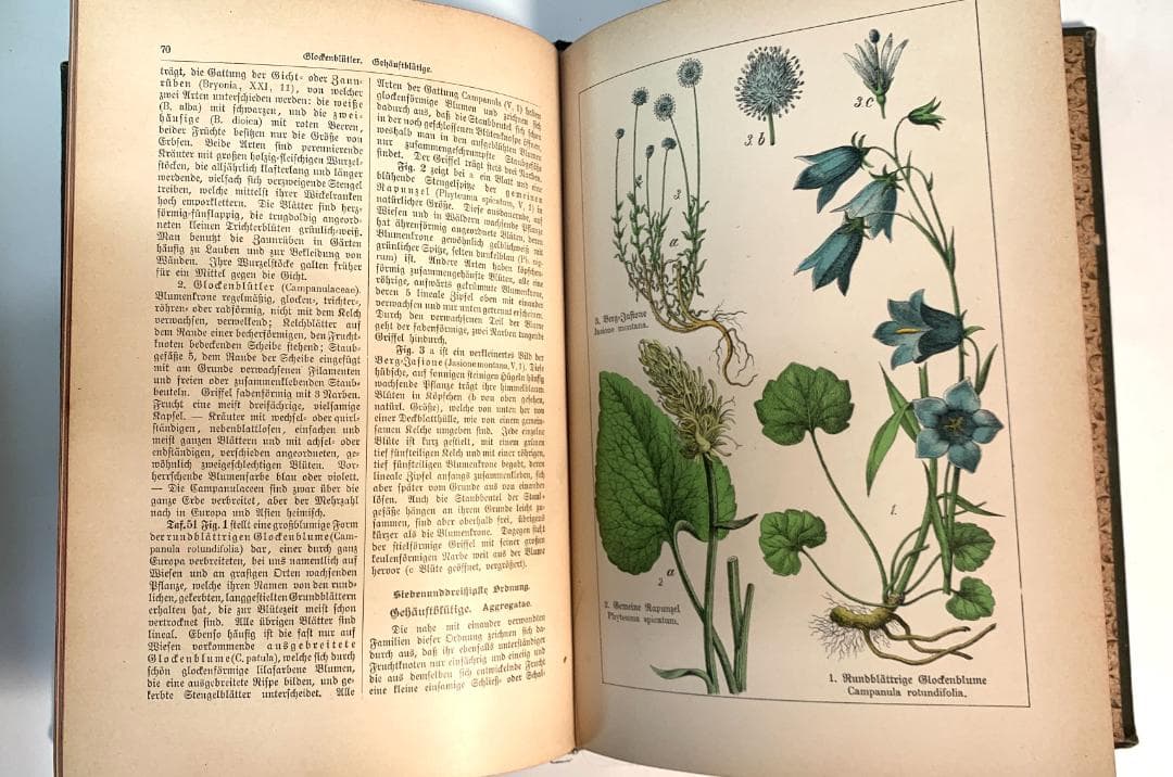 Bilder-Atlas des Pflanzenreichs植物界絵図アトラス