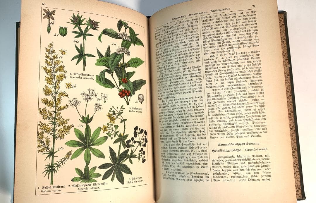 Bilder-Atlas des Pflanzenreichs植物界絵図アトラス