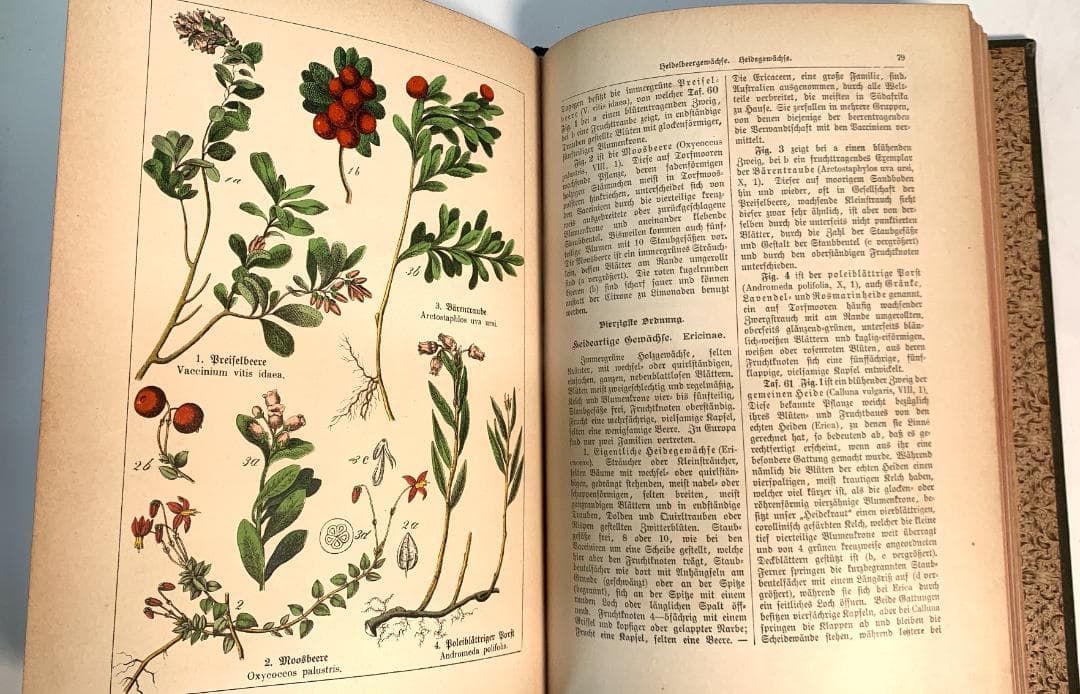 Bilder-Atlas des Pflanzenreichs植物界絵図アトラス