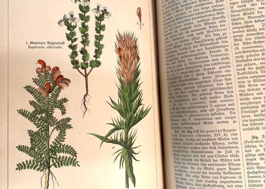 Bilder-Atlas des Pflanzenreichs植物界絵図アトラス