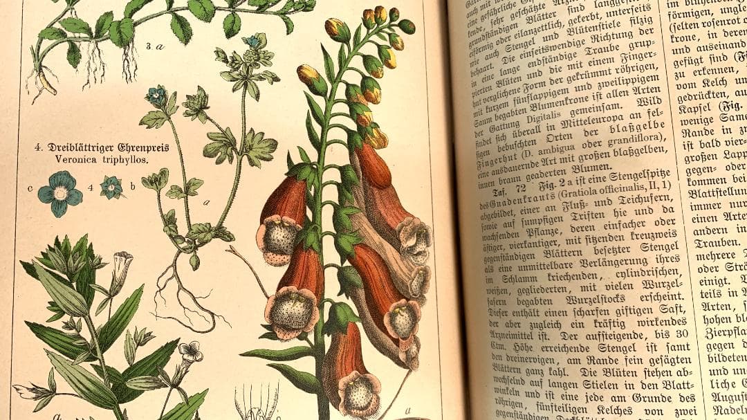 Bilder-Atlas des Pflanzenreichs植物界絵図アトラス