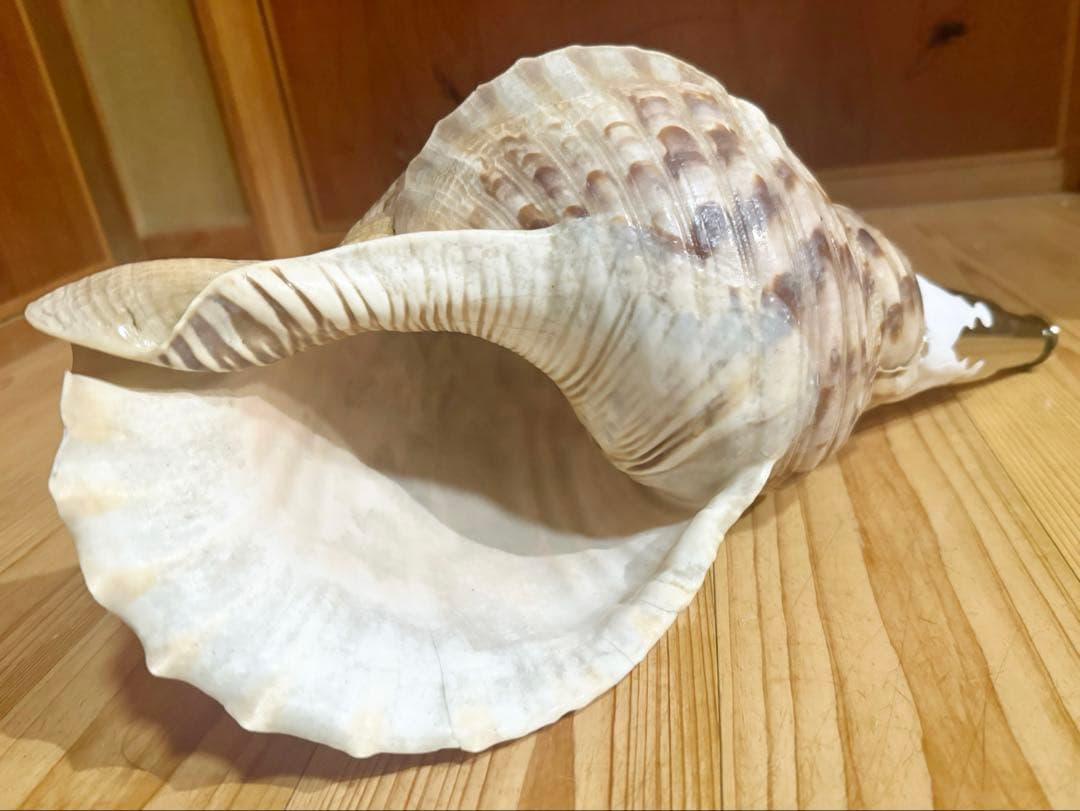 大型修験道法螺貝39㎝　山伏　密教　魔除け　熊よけ❣️ホラガイ　ほら貝