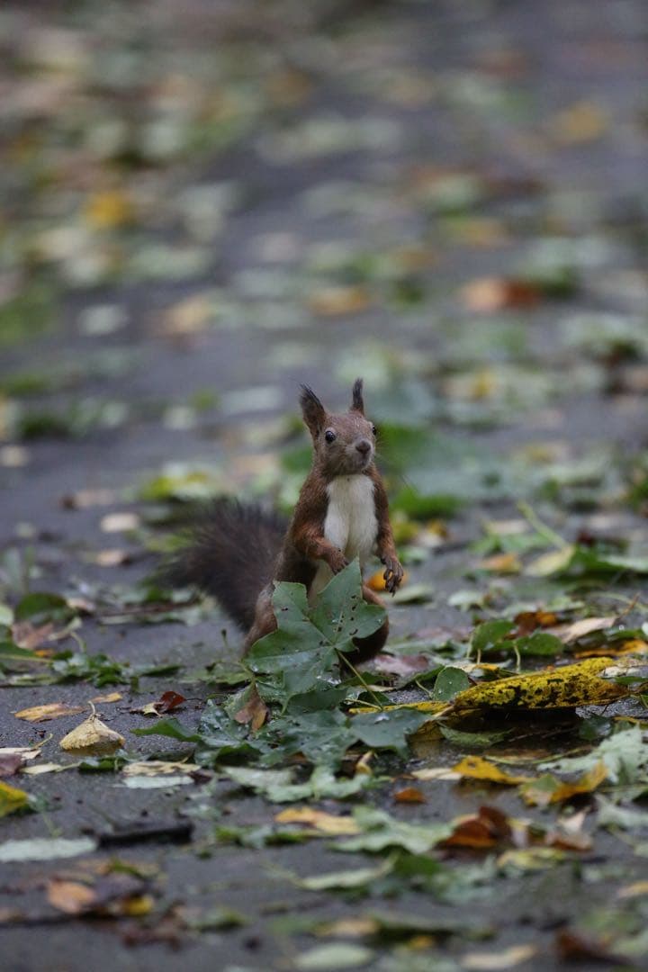 レンズ(単焦点) Canon EF 500mm F4L IS USM