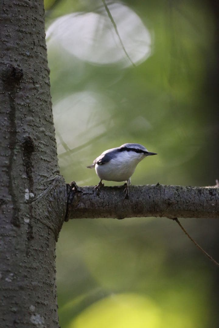 レンズ(単焦点) Canon EF 500mm F4L IS USM