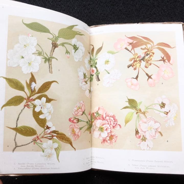 ツーリストライブラリーシリーズ 「Tourist Library」37冊 図録