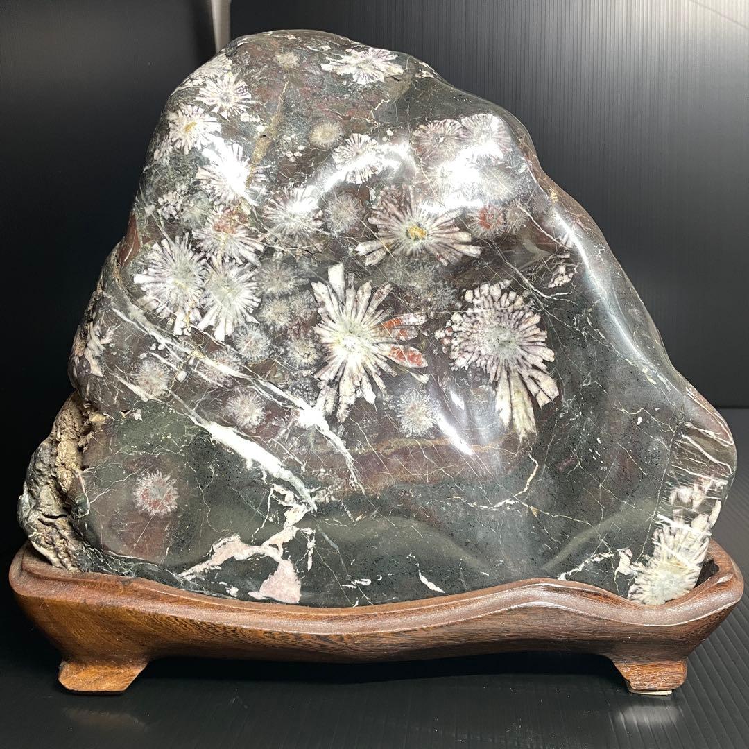 最高峰 根尾谷 菊花石 重量 10.77kg 特大 台座 鑑賞石 盆石 水石 白
