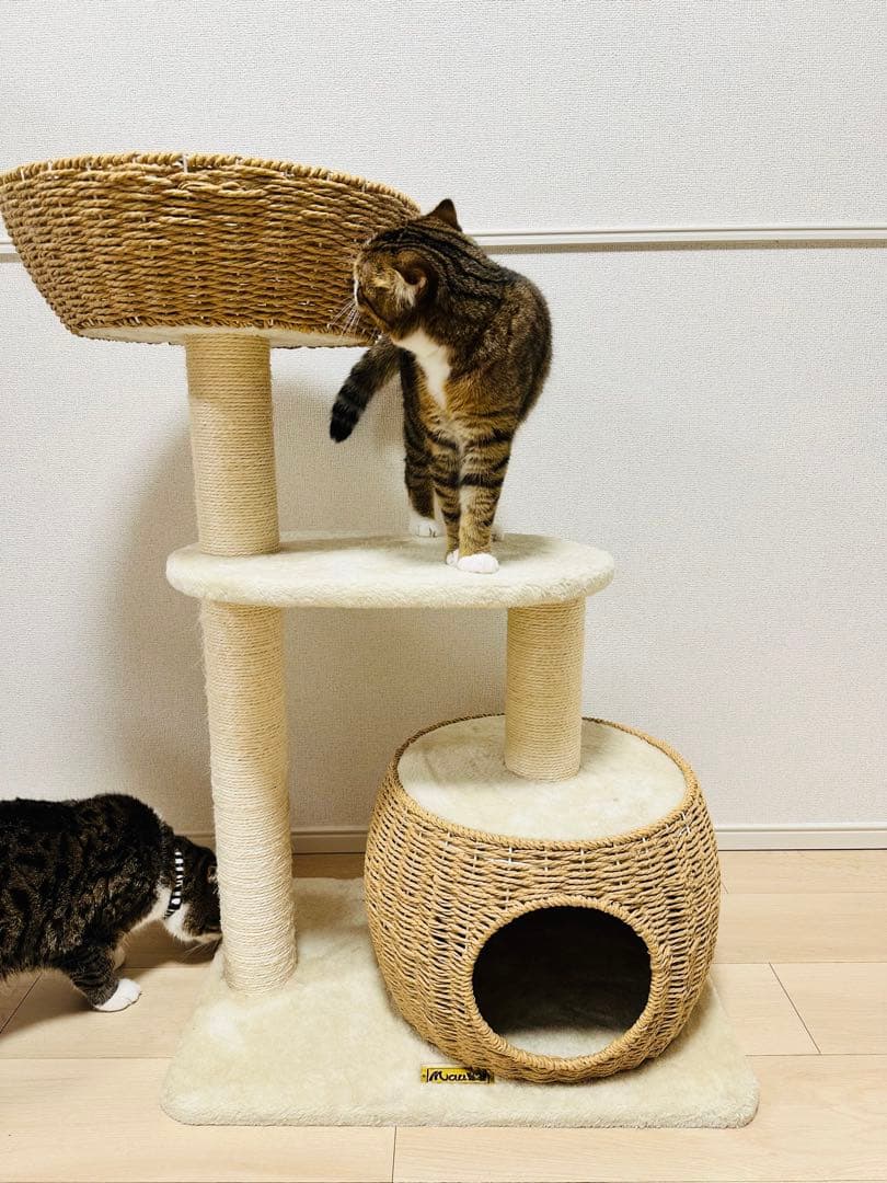 Mau キャットタワー シャルマン