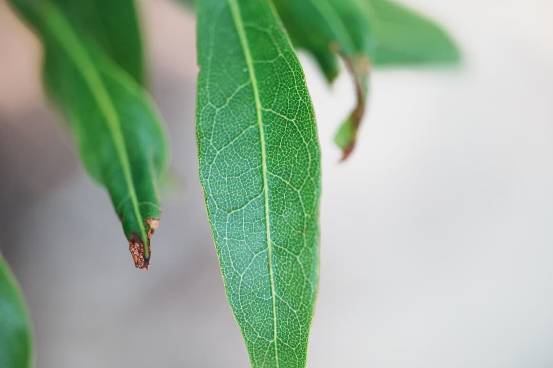 整＆テ Nikon Ai-s Micro-Nikkor 55mm F2.8 05